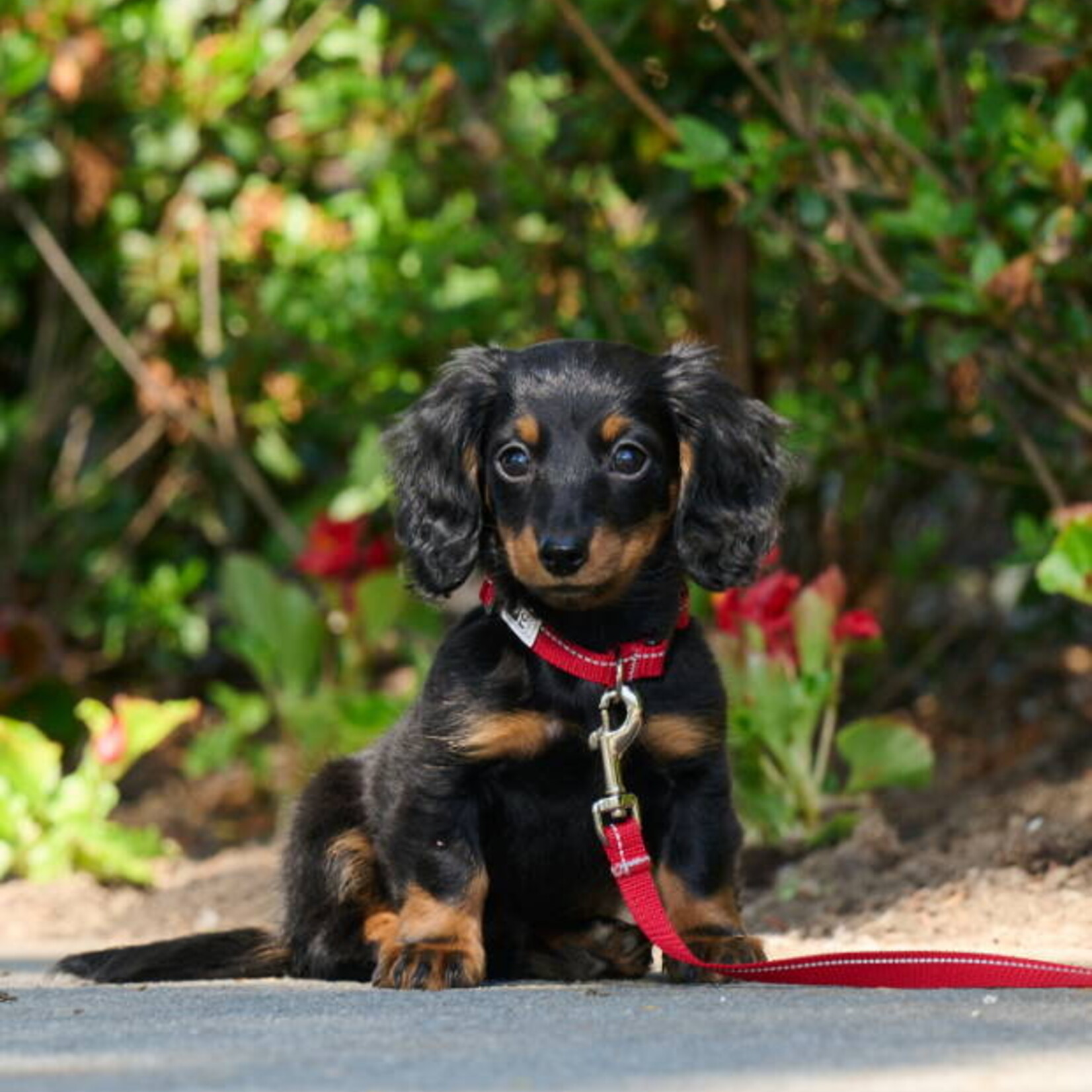 RC Pets - Petit collier primaire