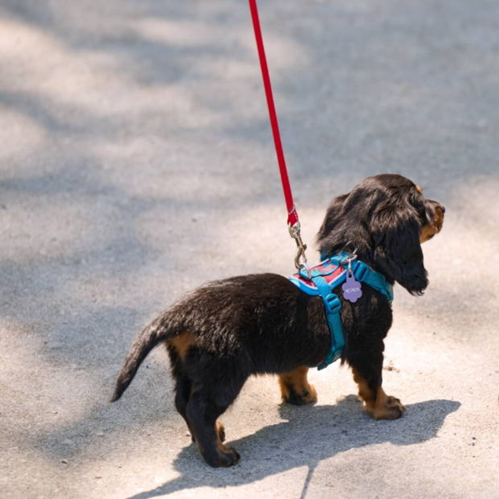 RC Pets - Petite Explorer Harness - Jurassic Pack