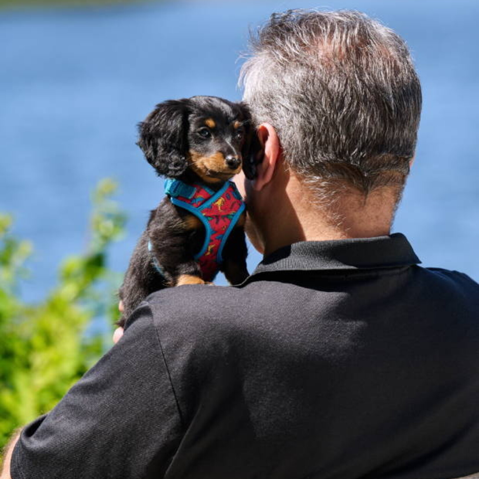 RC Pets - Petite Explorer Harness - Jurassic Pack