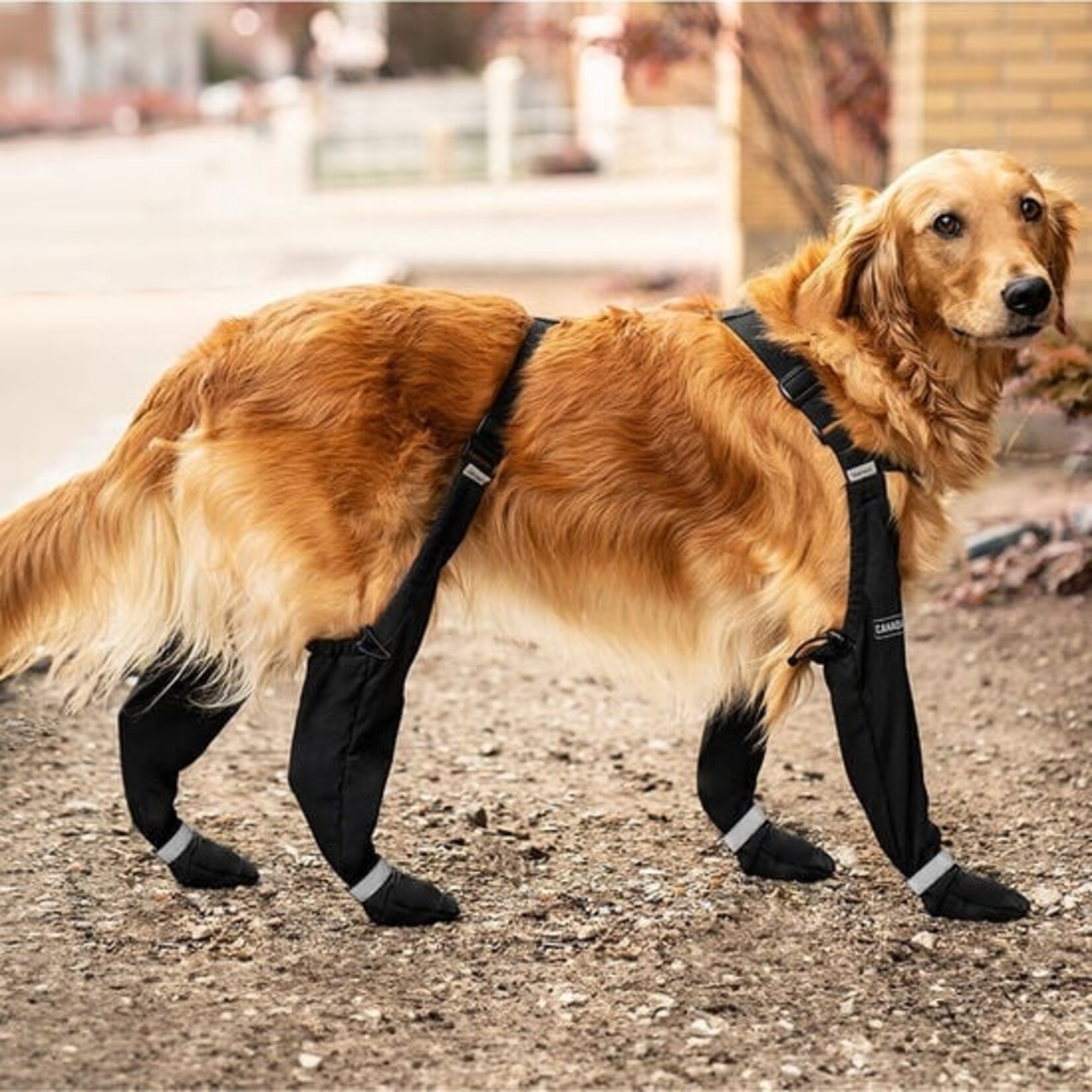 Canada Pooch - Bottes à bretelles