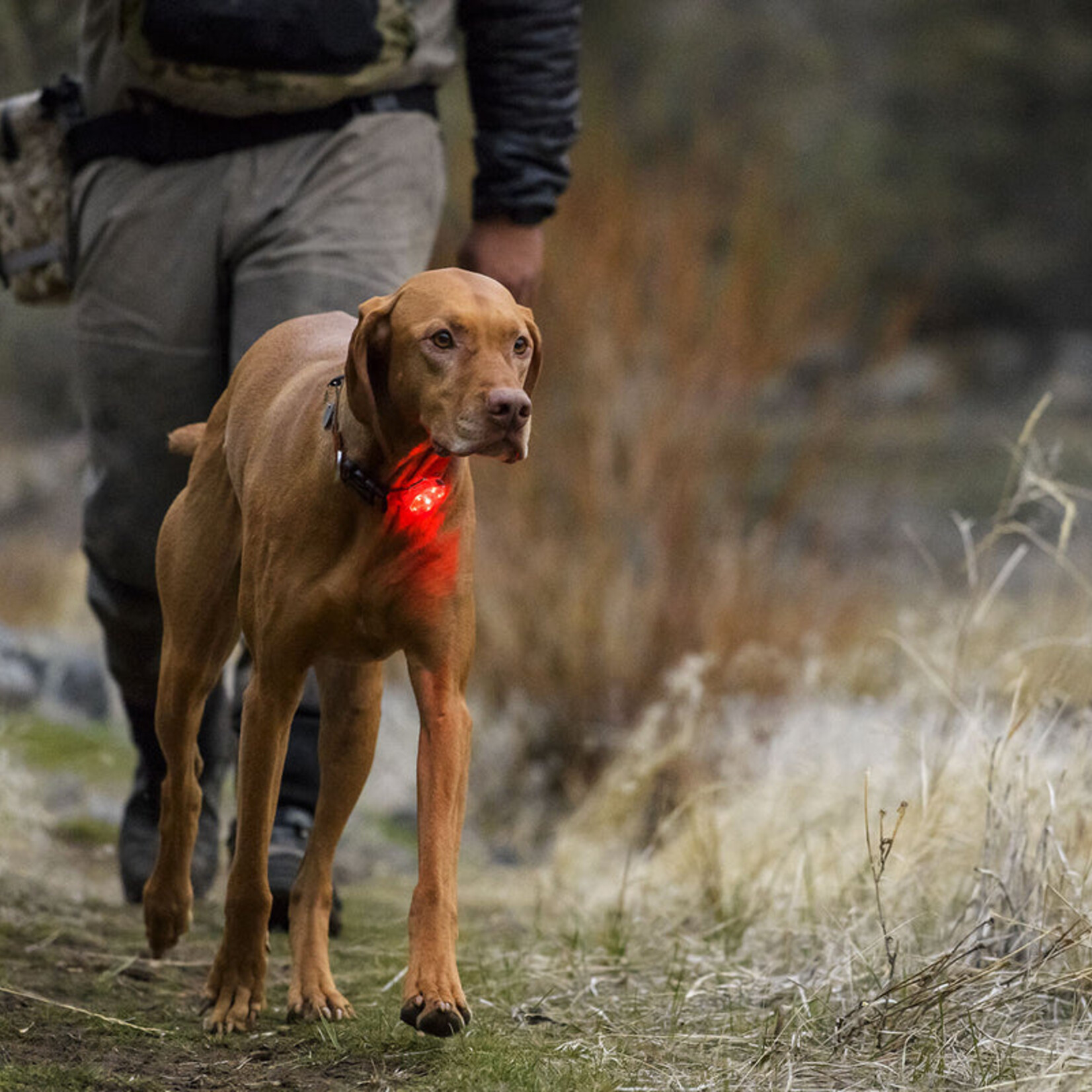 Ruffwear Ruffwear -  Le Beacon Lumière de sécurité