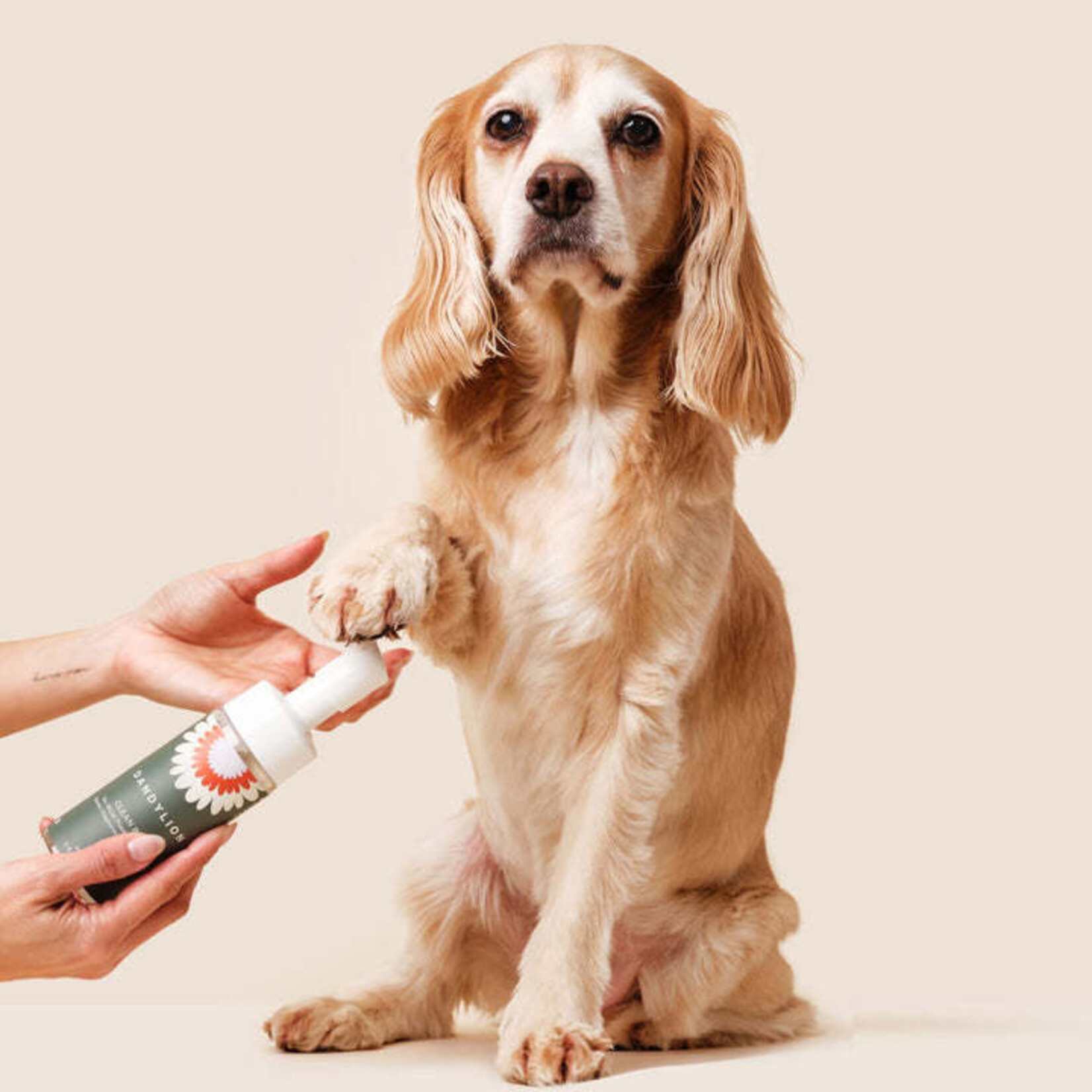 Dandylion Dandylion - Clean Paws - No Rinse Foaming Cleanser