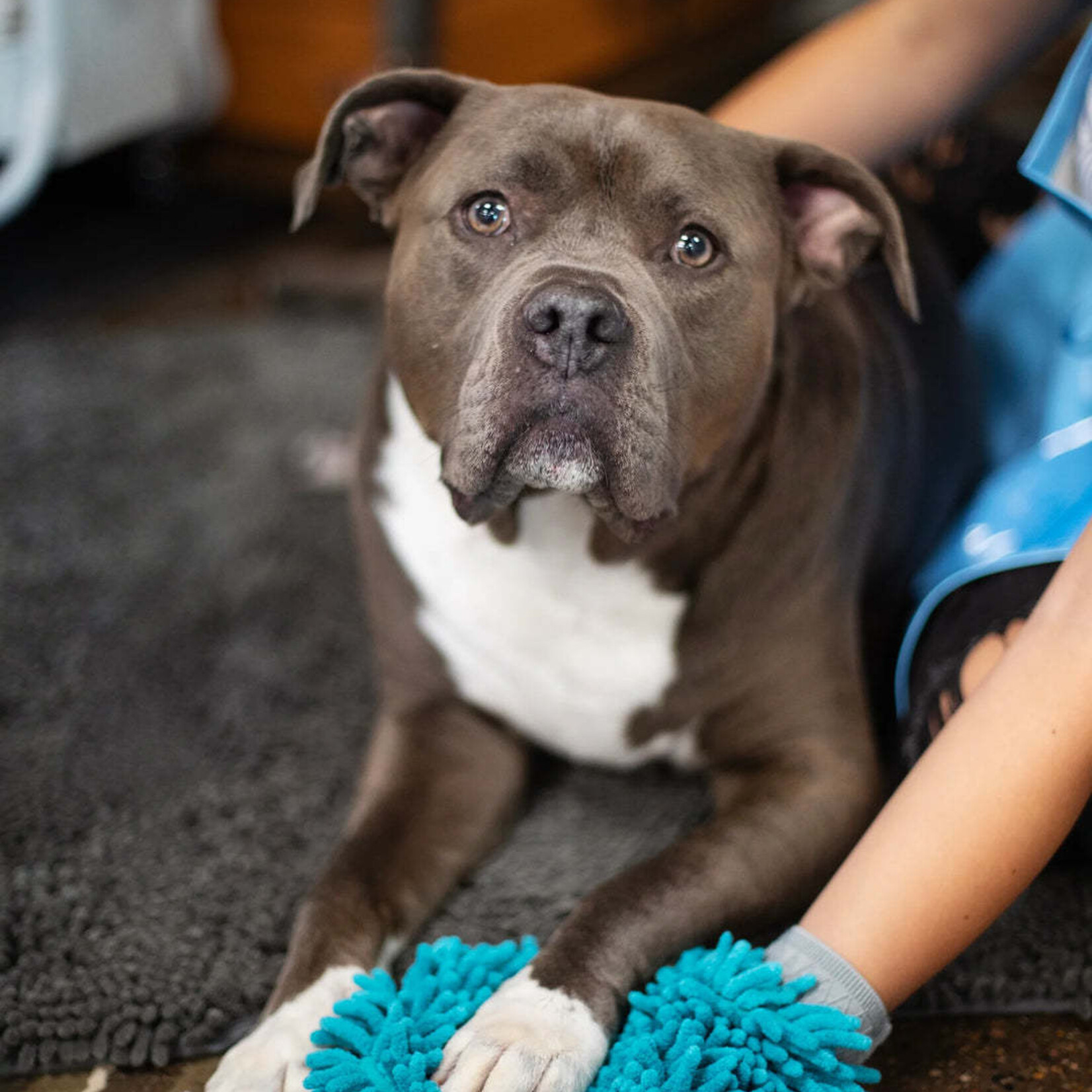 Messy Mutt - Microfibre Grooming Glove