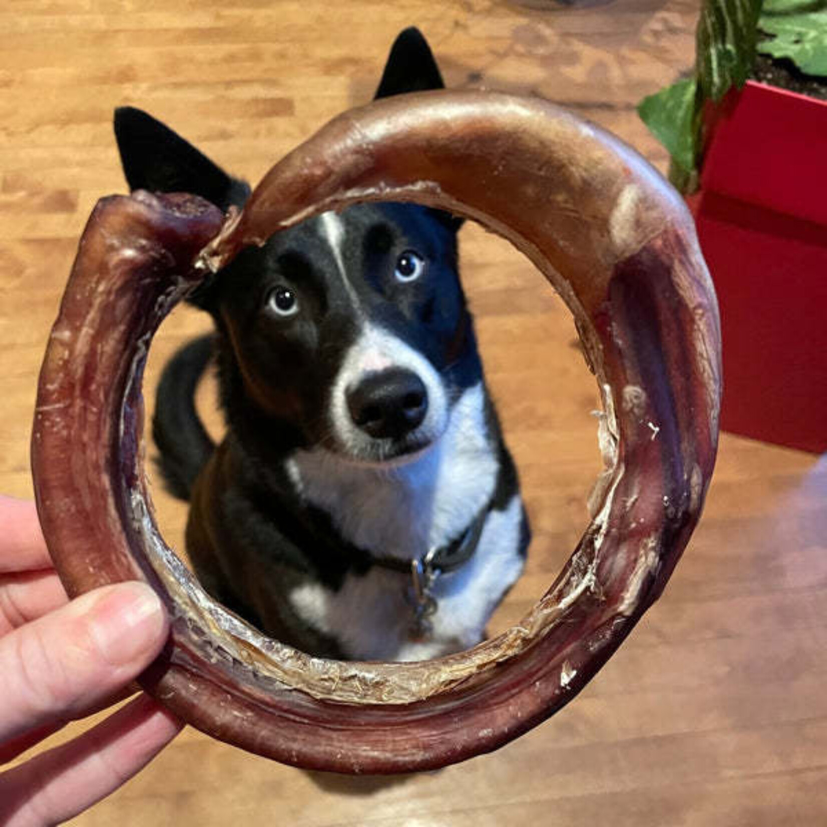 Jumbo Bully Ring