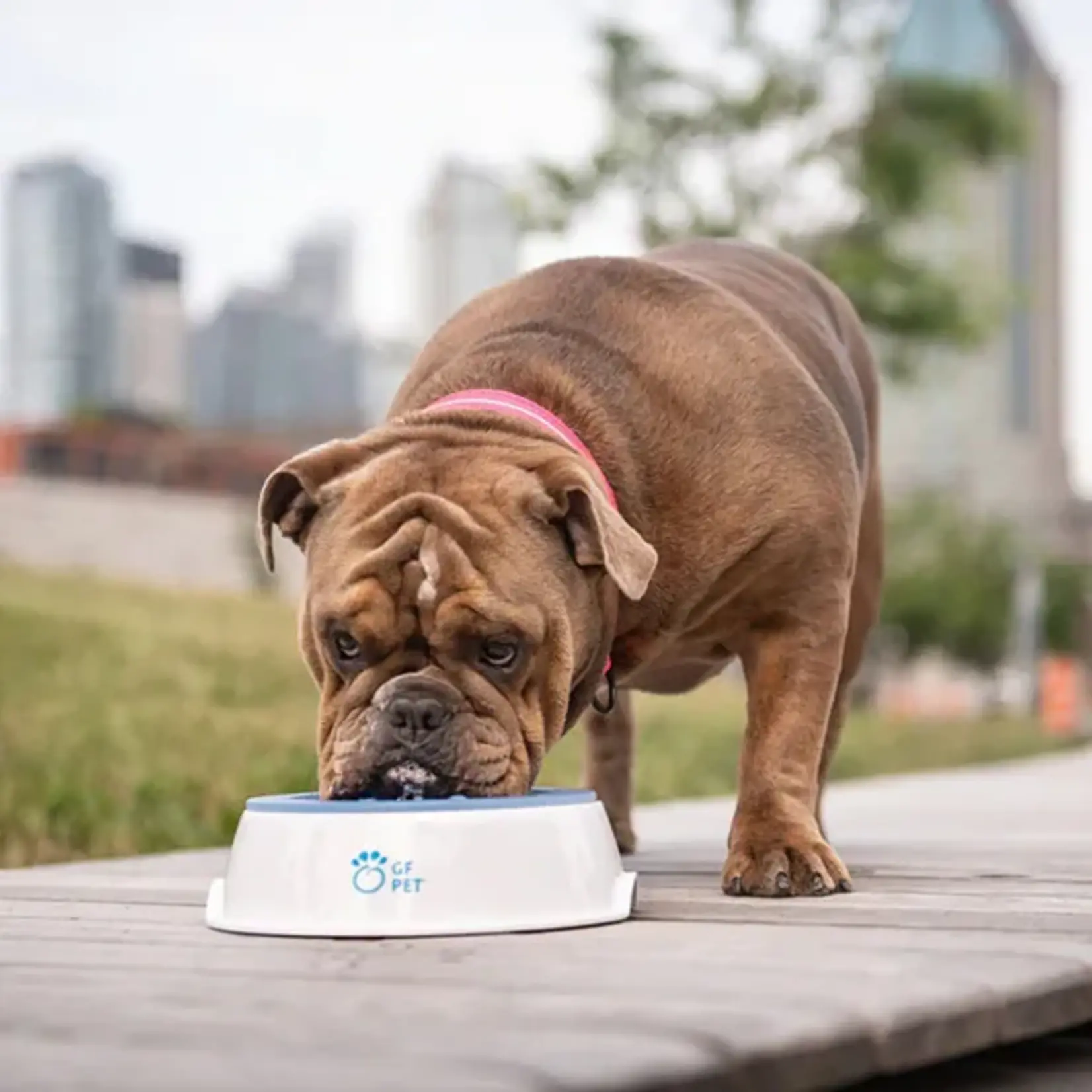 GF Pet - Bol pour chien glacée