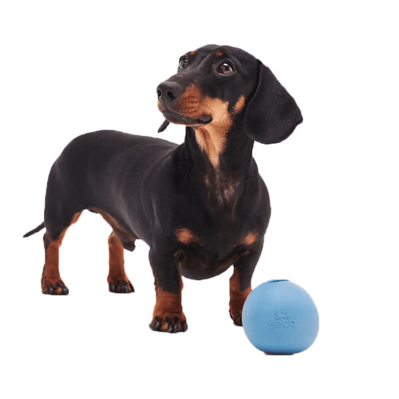 Beco Beco Pets - Balle Wobble - Bleu