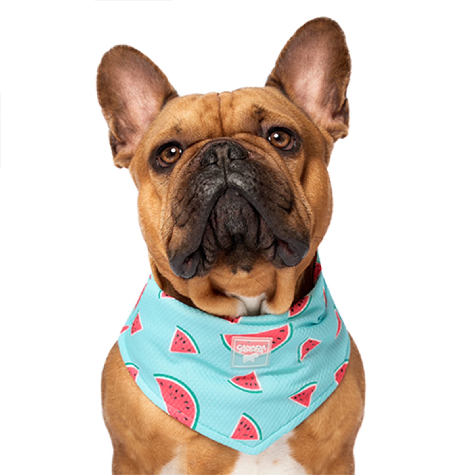 Canada Pooch - Chill Seeker Cooling Bandana - Watermelon - Large