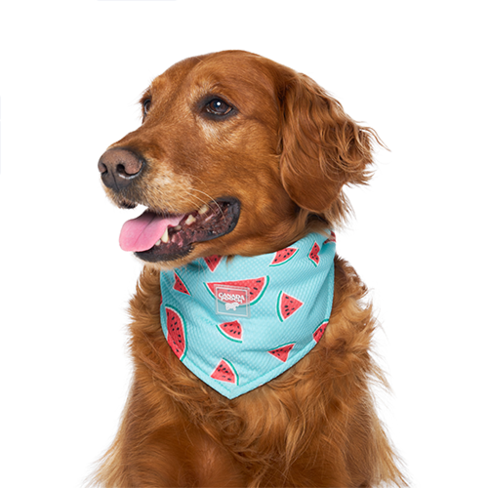 Canada Pooch - Chill Seeker Cooling Bandana - Watermelon - Large