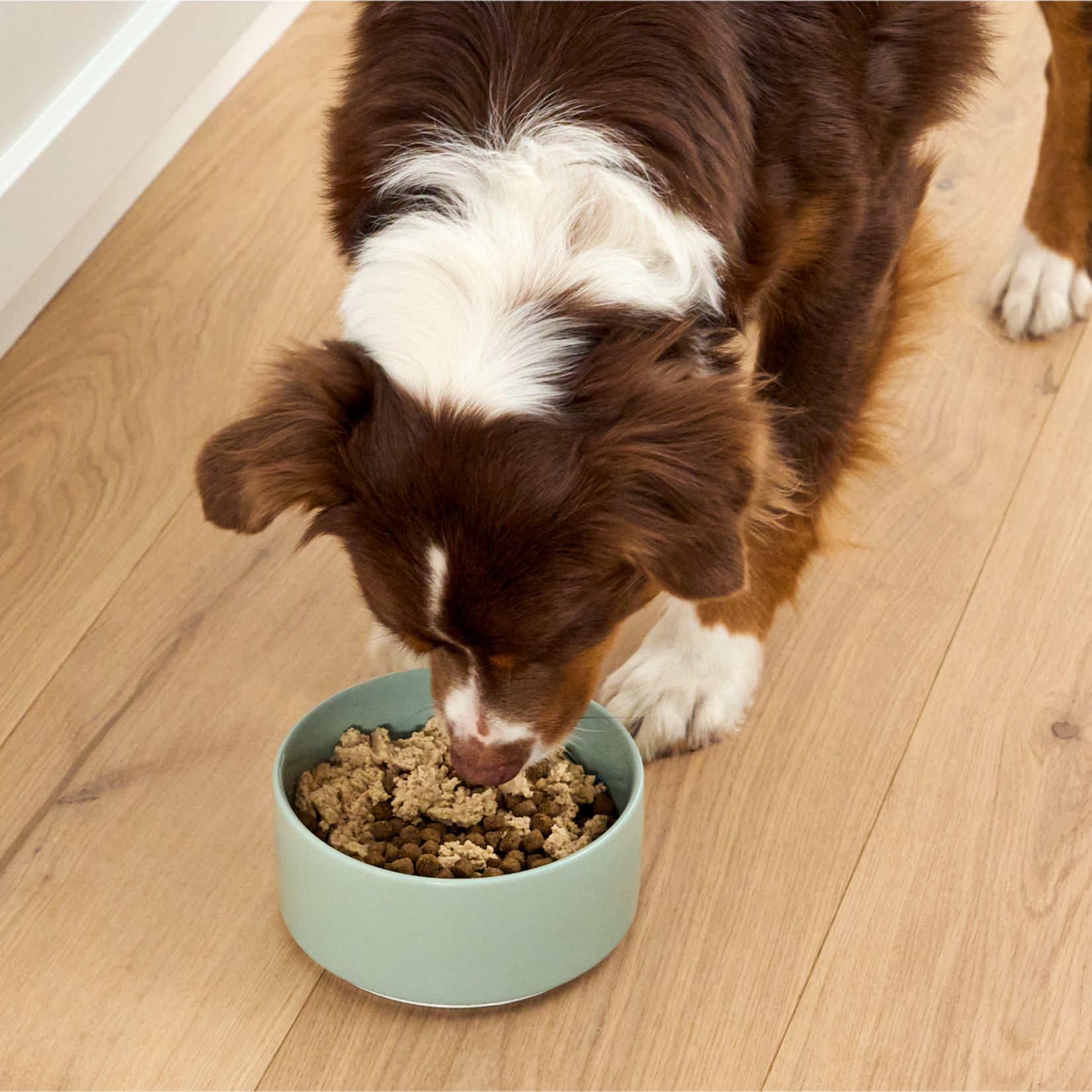 Open Farm Open Farm - Salmon & Cod - Topper for Dogs - 4.5oz