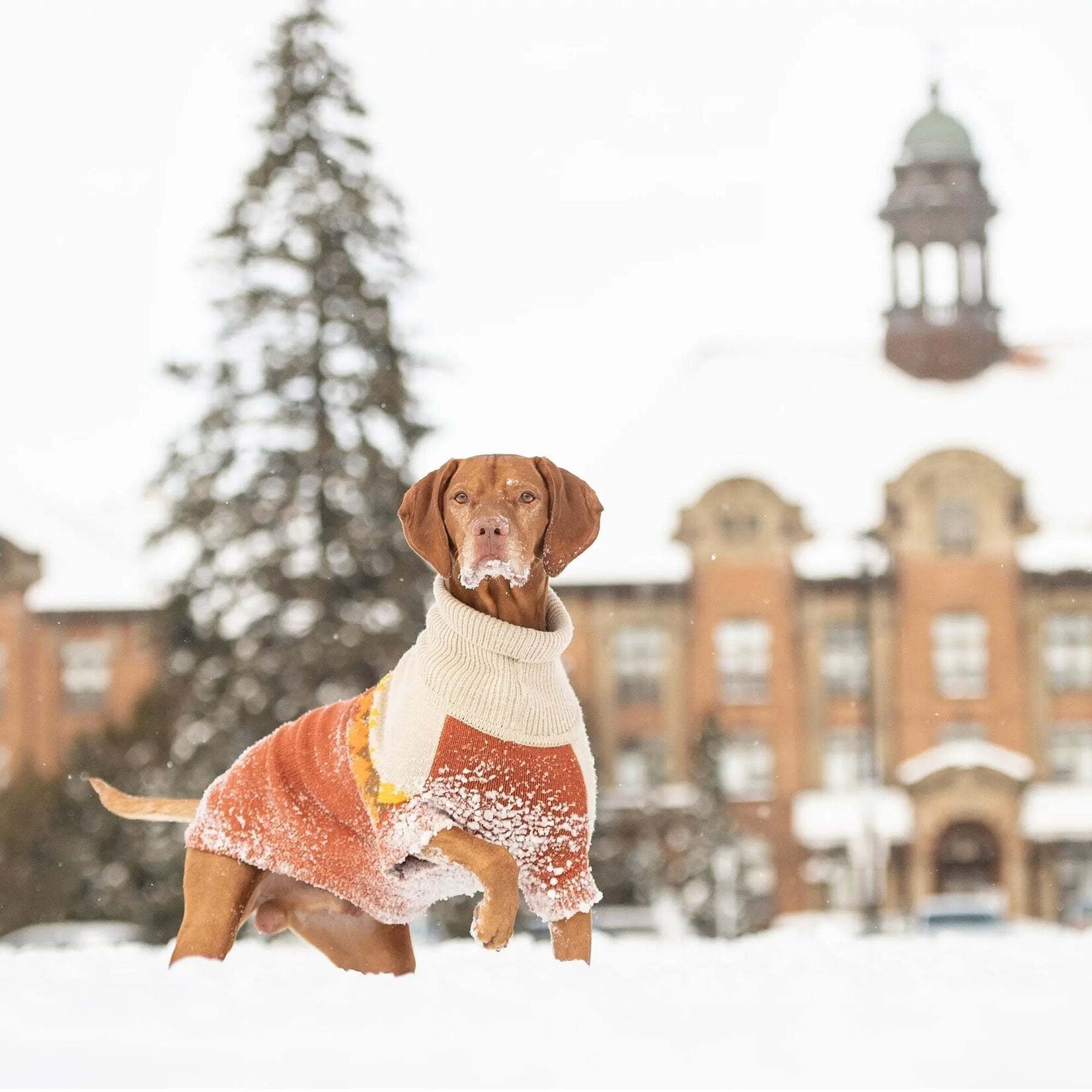 GF Pet - Fireside Dog Sweater - Chili