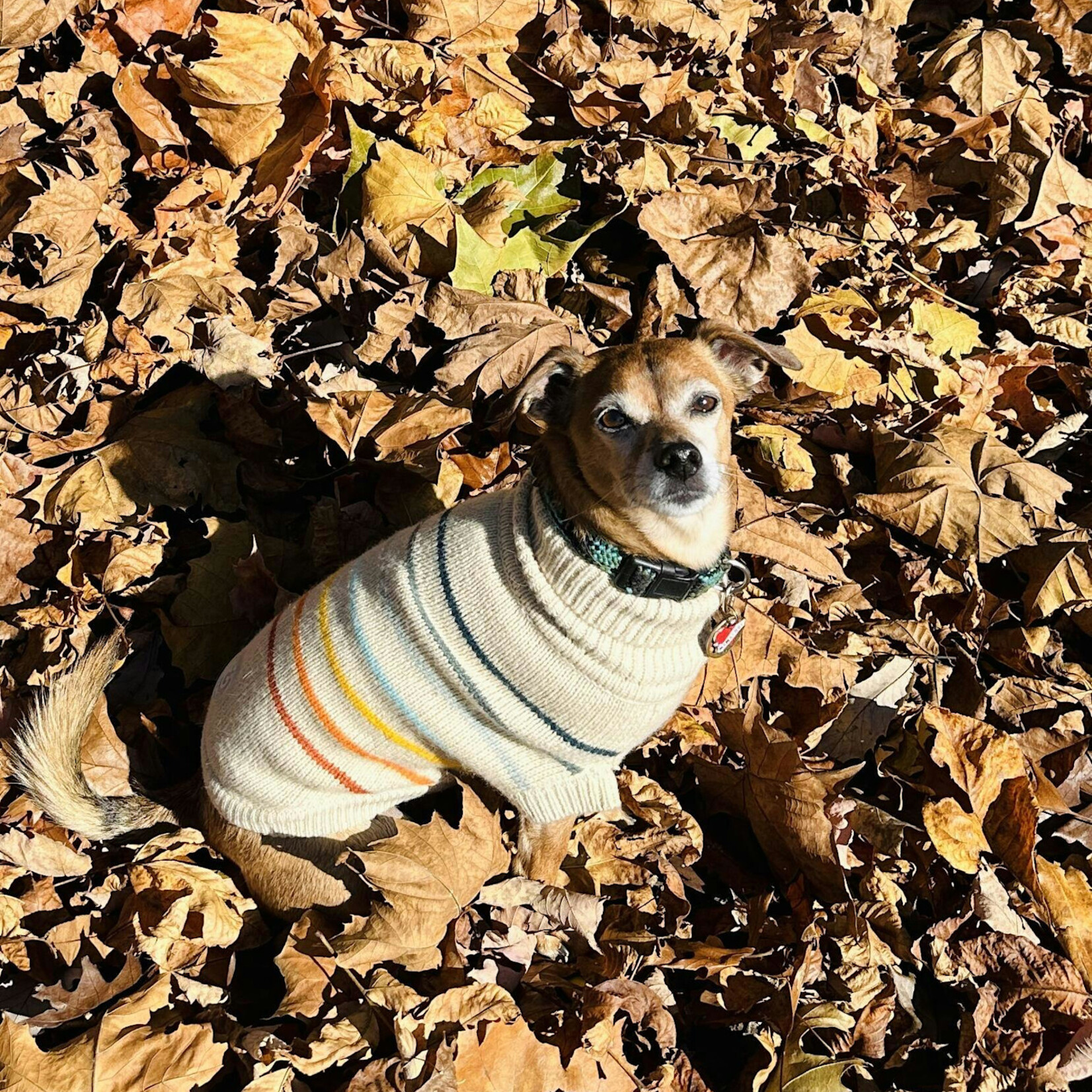 GF Pet - Chandail Arctic - Sand