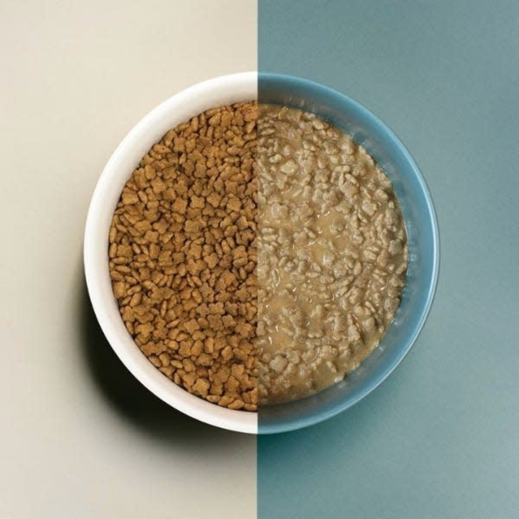 Petcurean NOW Fresh - Good Gravy - Petit Race - Saumon - 3.5lbs