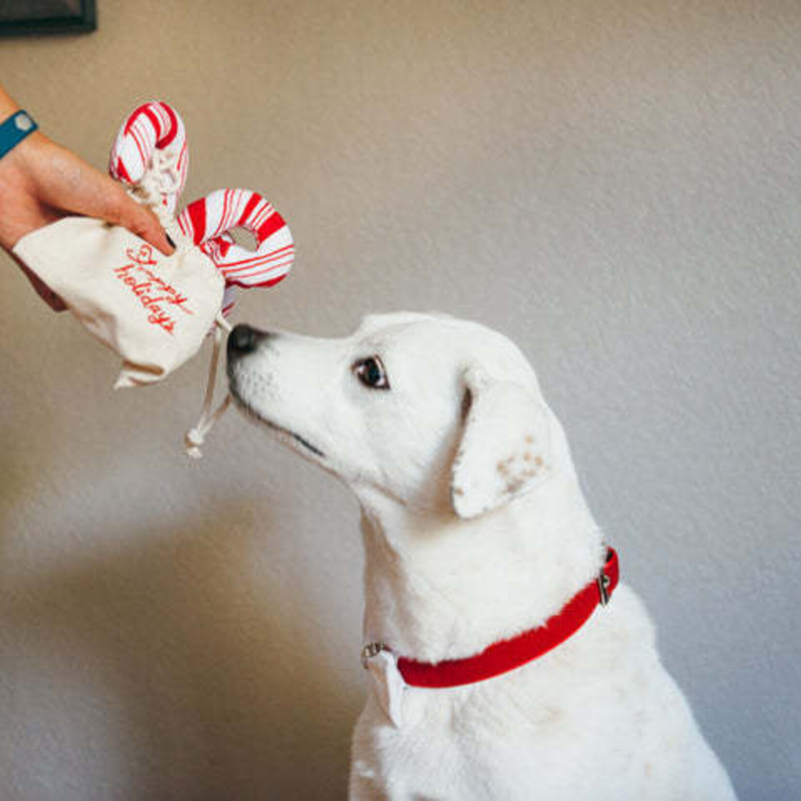 Pet P.L.A.Y. - Holiday Classic - Cheerful Candy Canes