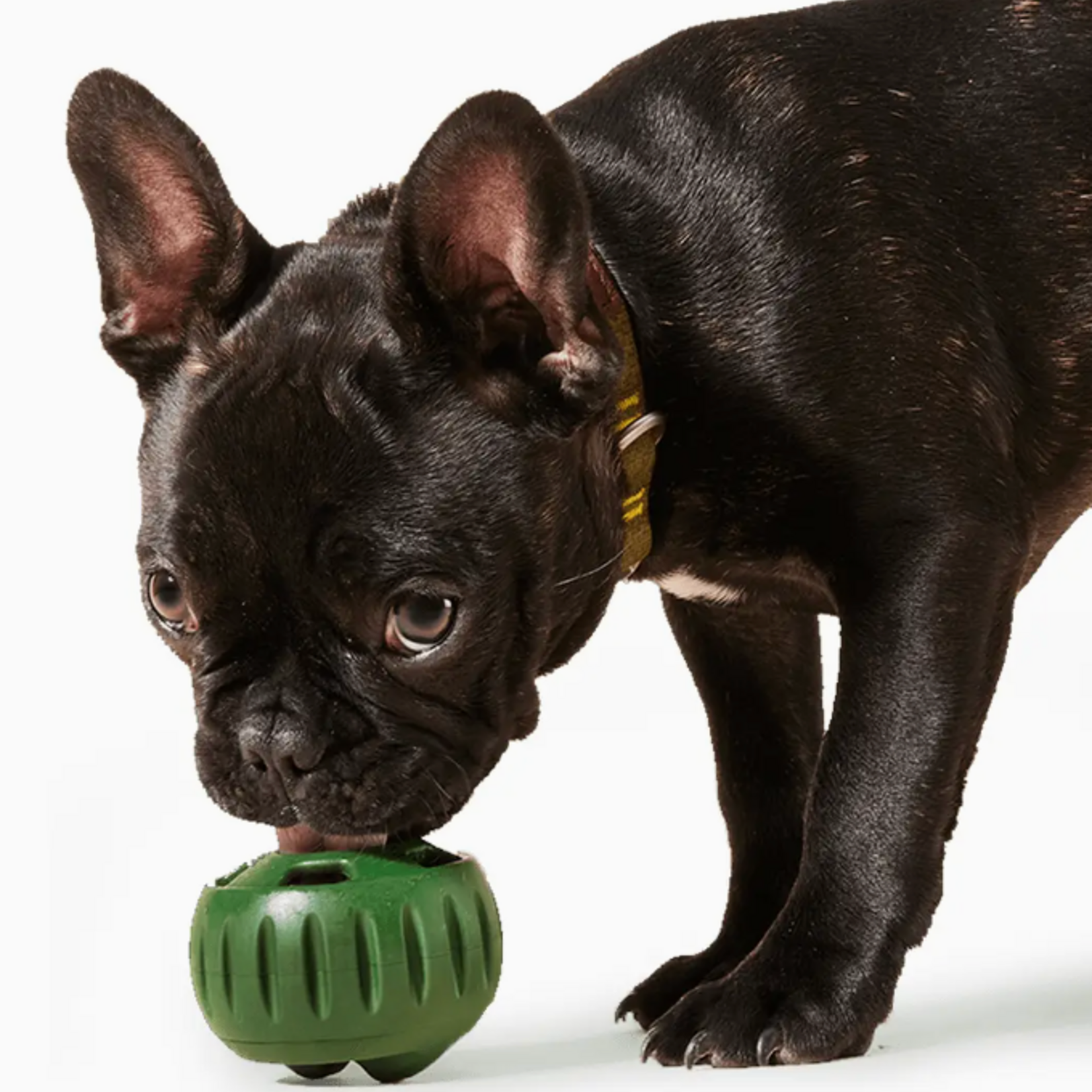 woof woof - Pupsicle - Green