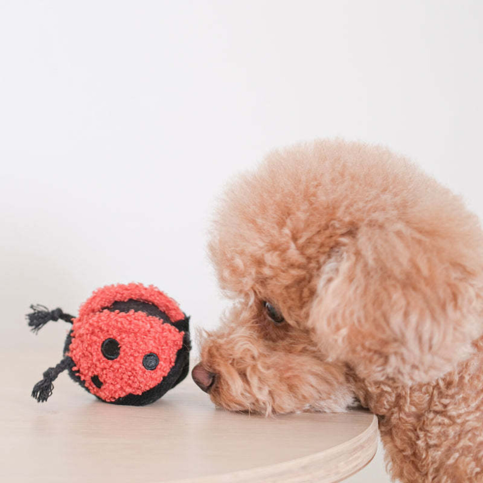 Lambwolf.co - Lady Bug Pop