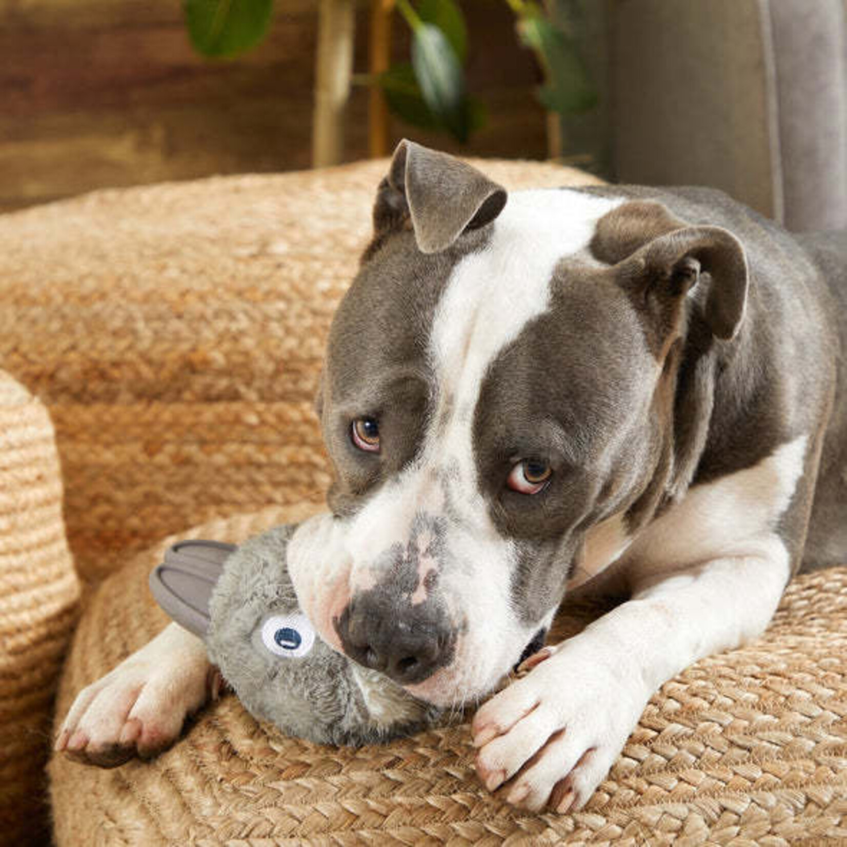 BARK BARK - Hare Raiser - 2 in 1 plush exterior with tough core
