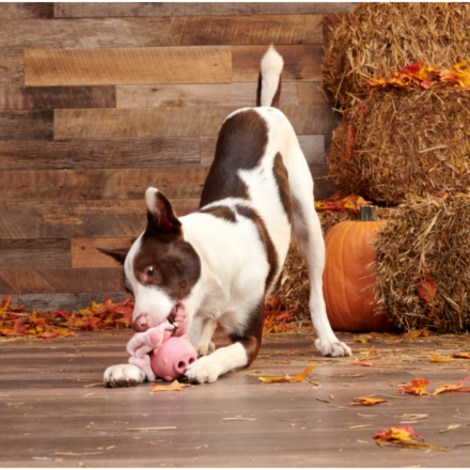 BARK BARK - Hambone