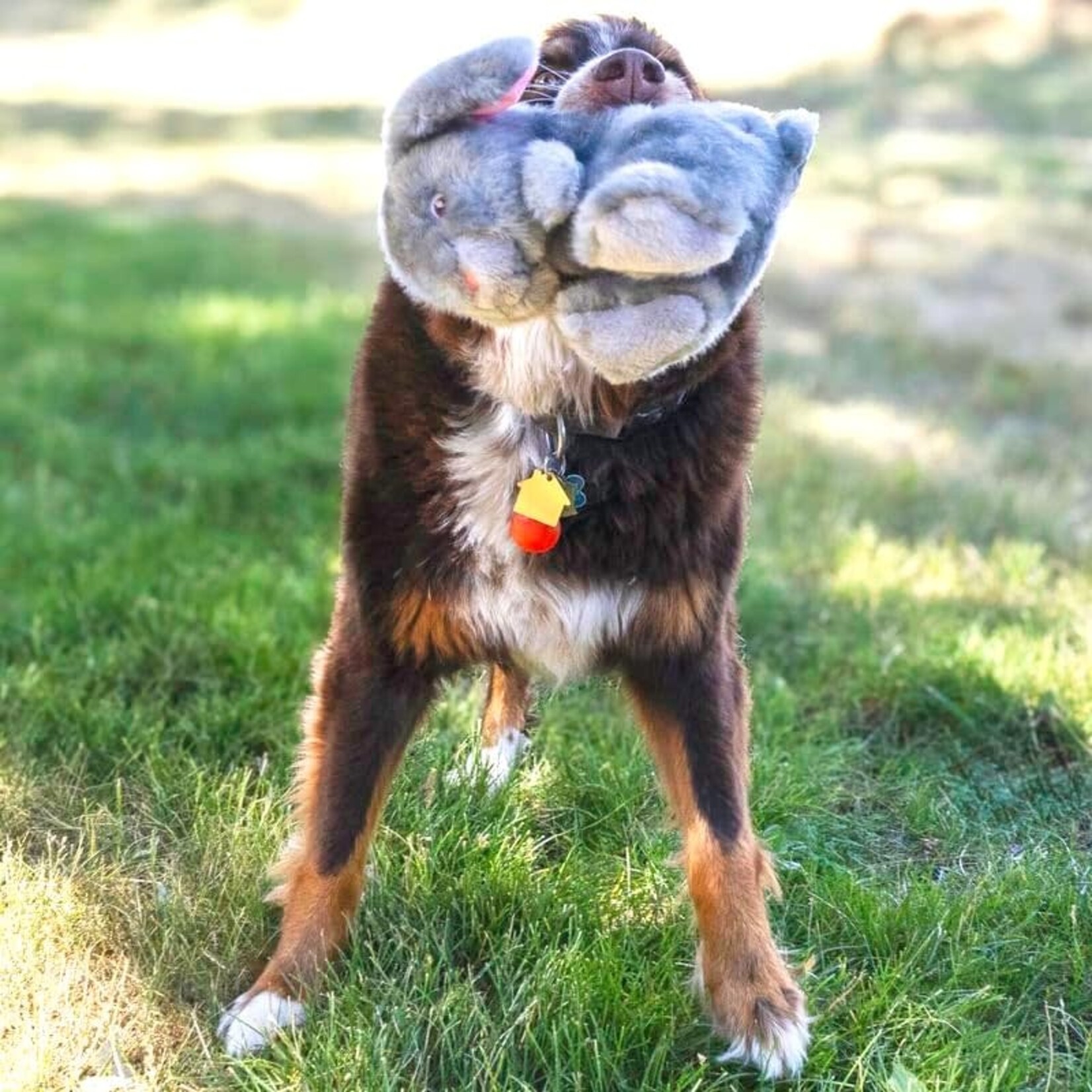 Kong - Spring Toughz - Lapin