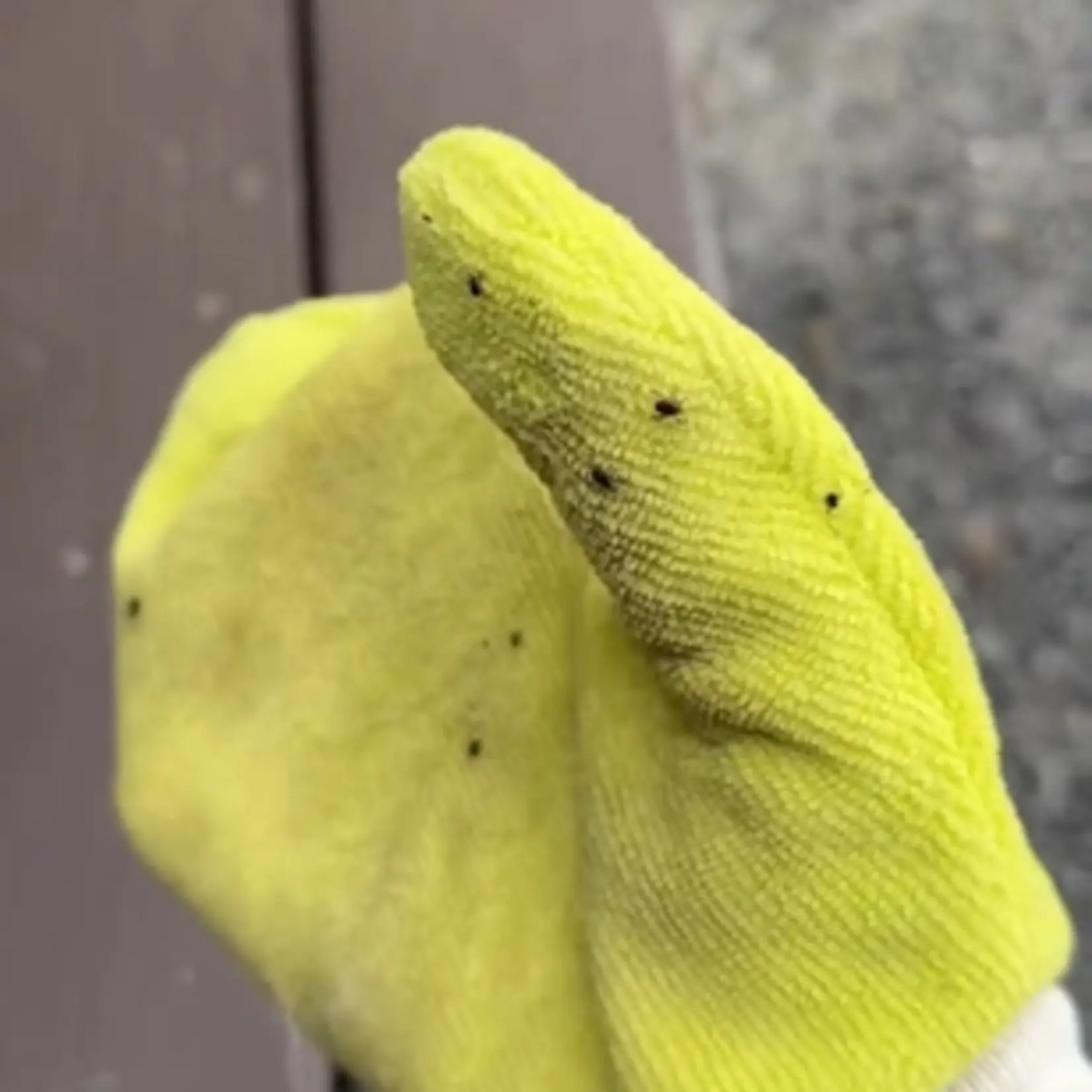 Tick Mitt LLC - Tick Mitt