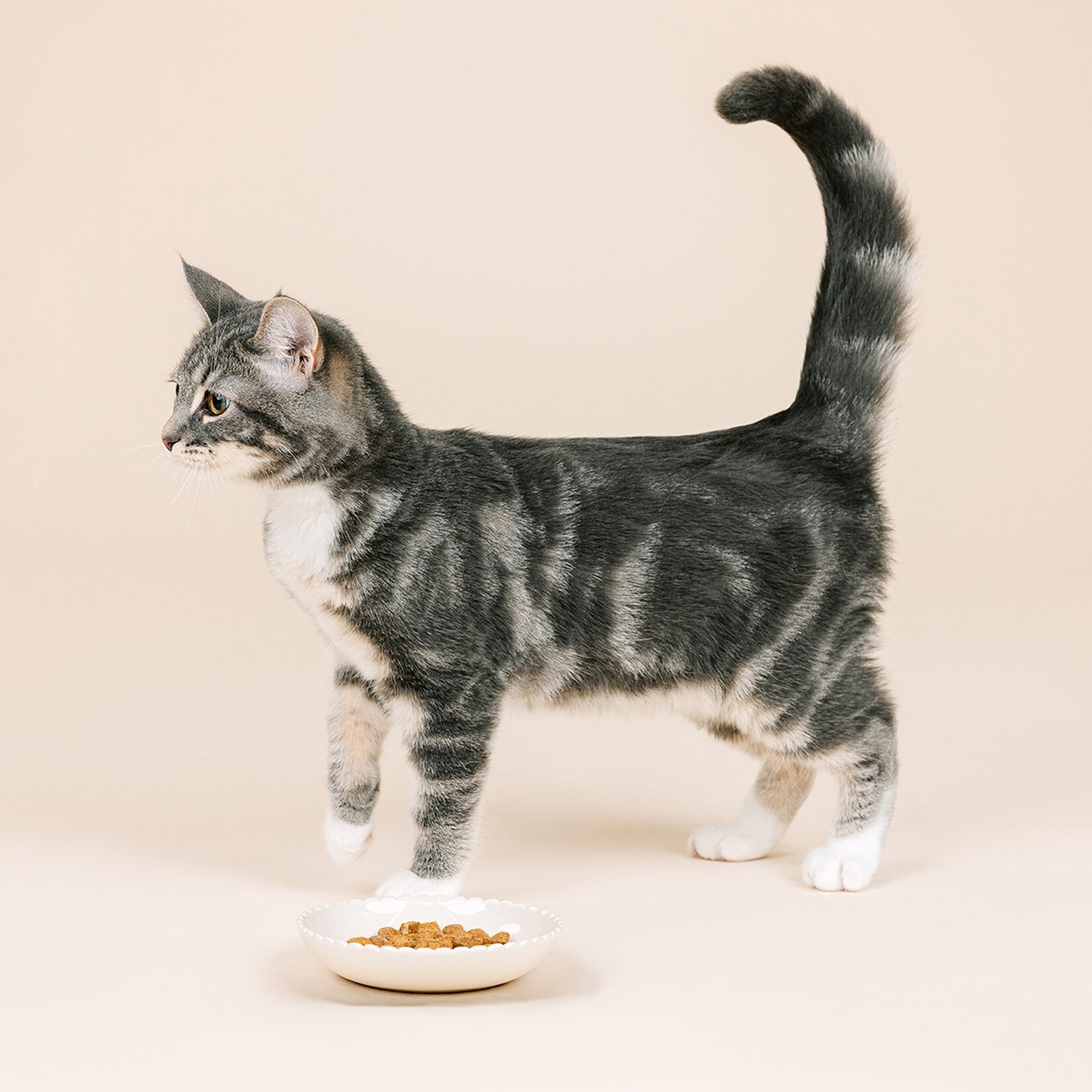 Pet Shop - Cat Saucer - Scalloped