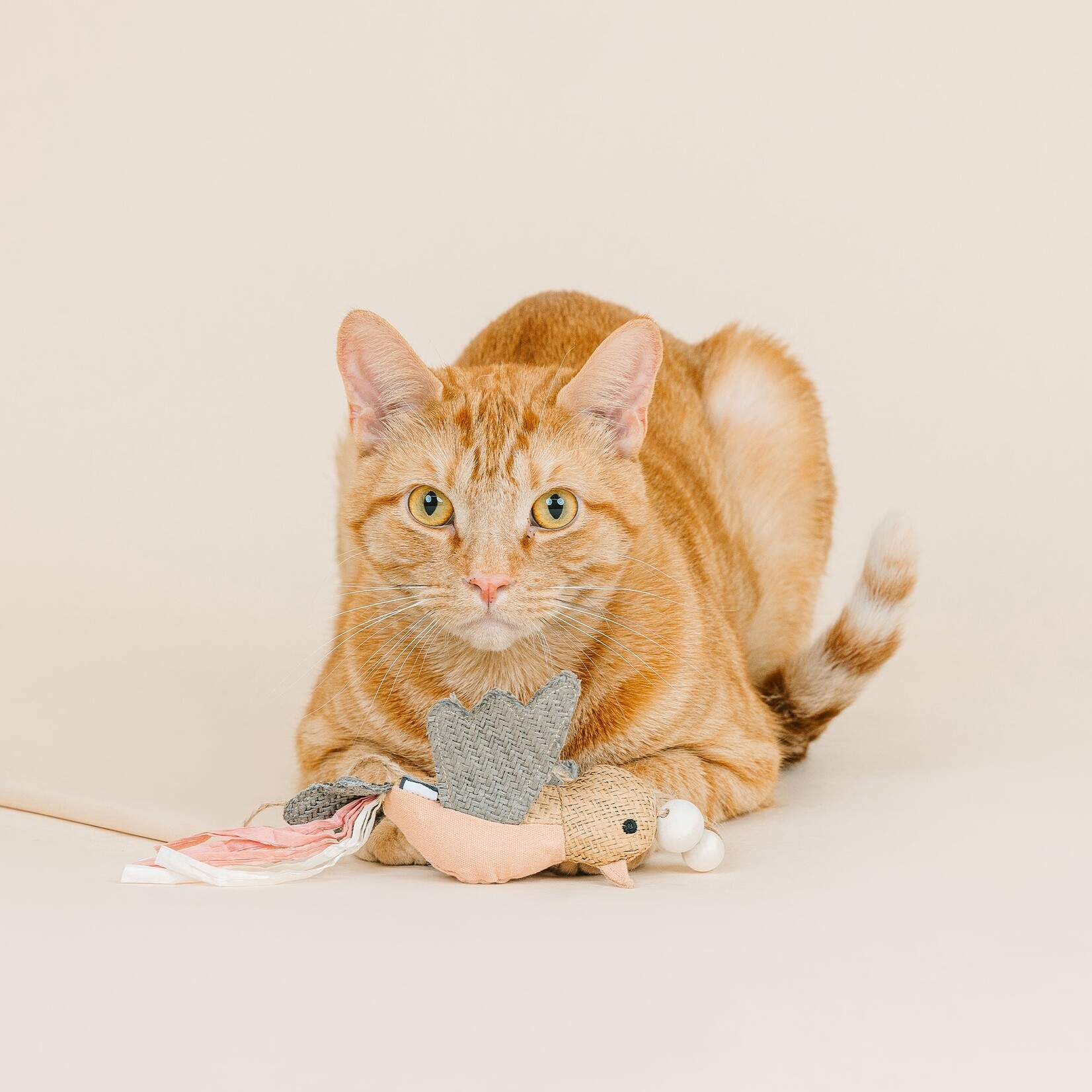 Pet Shop - Cat Teaser - Taking Flight