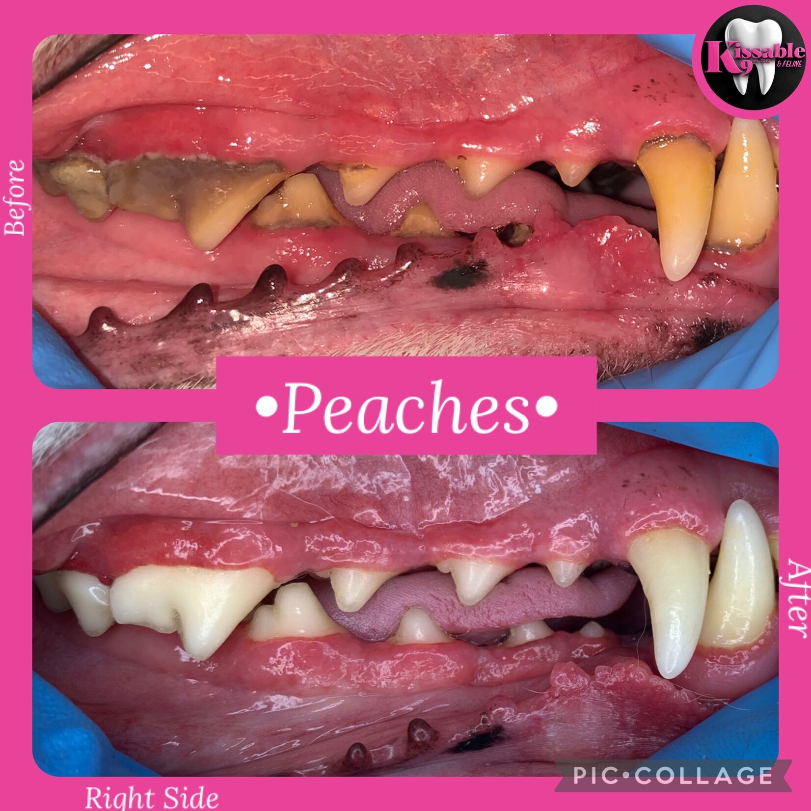 Kissable K9 - Cosmetic Teeth Cleaning Deposit - September 30th