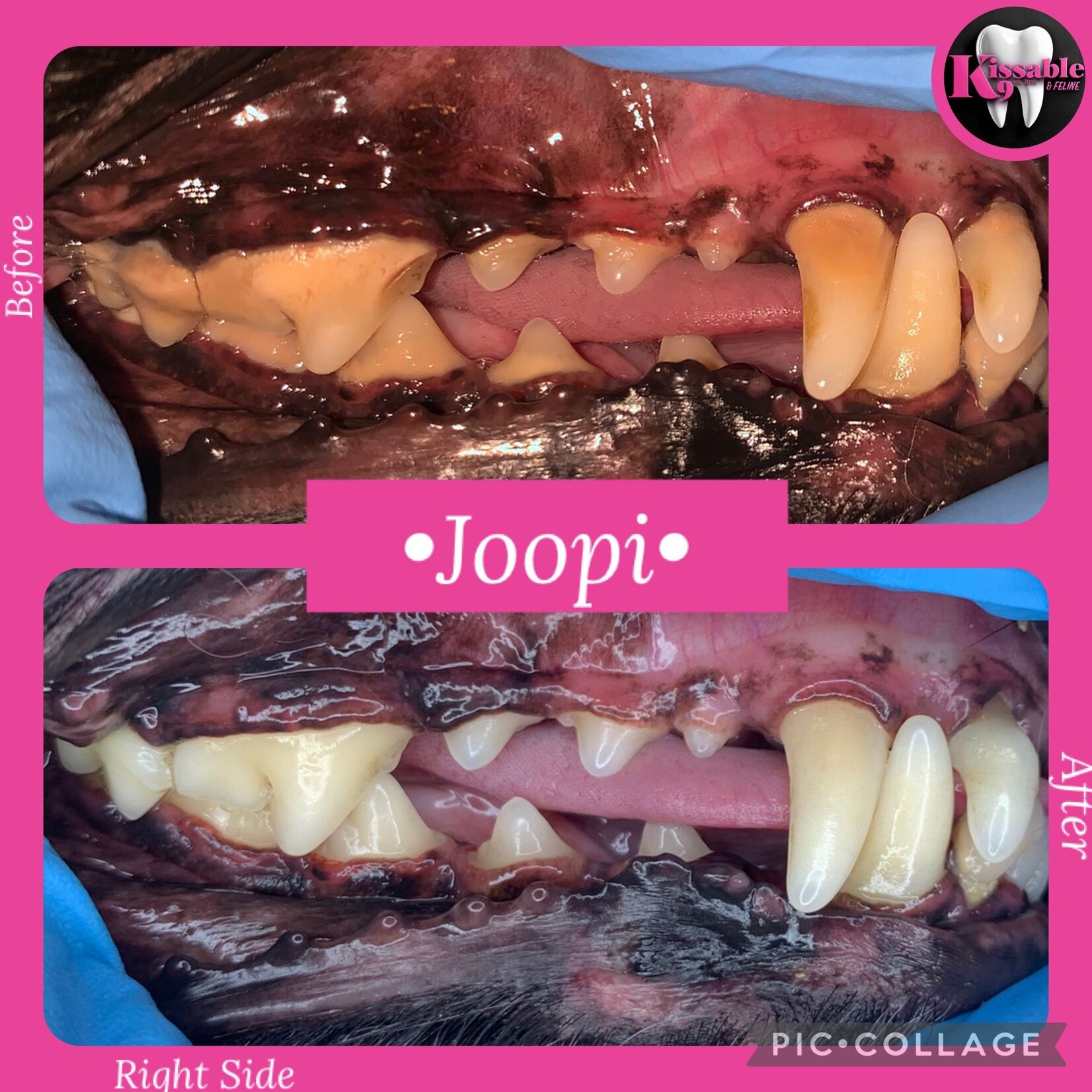Kissable K9 - Cosmetic Teeth Cleaning Deposit - September 30th