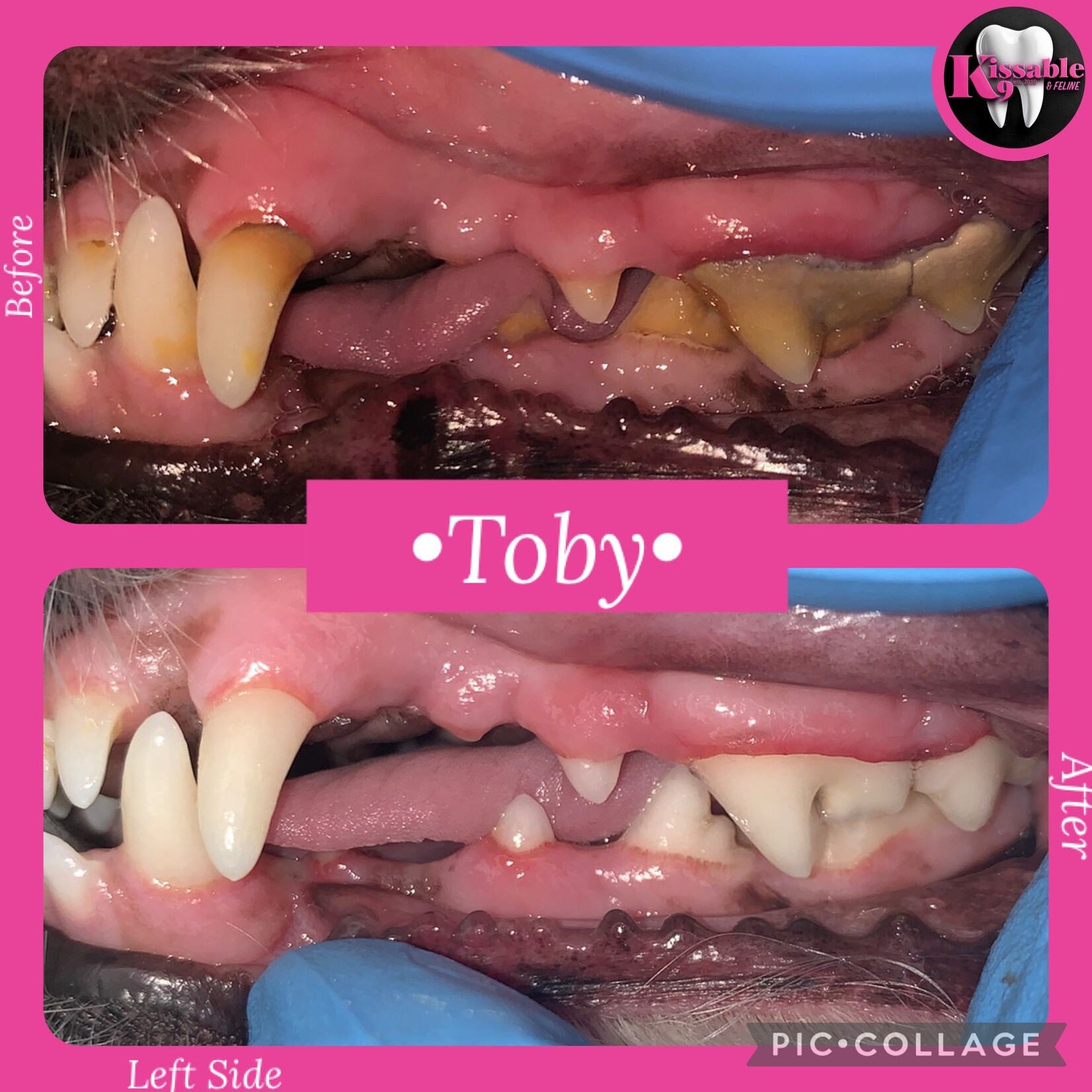 Kissable K9 - Cosmetic Teeth Cleaning Deposit - September 30th