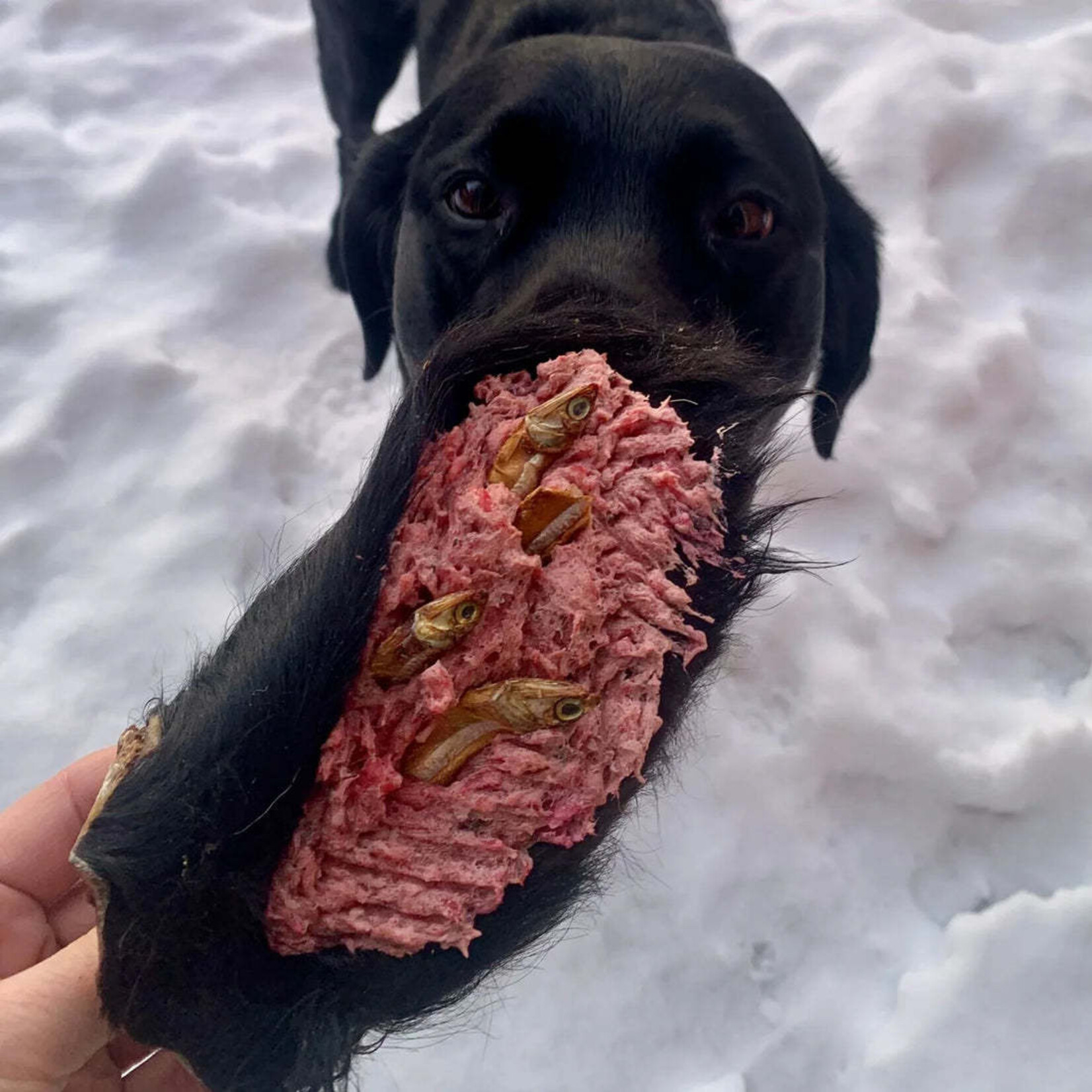 Happy Chew - Oreille de bœuf avec poil