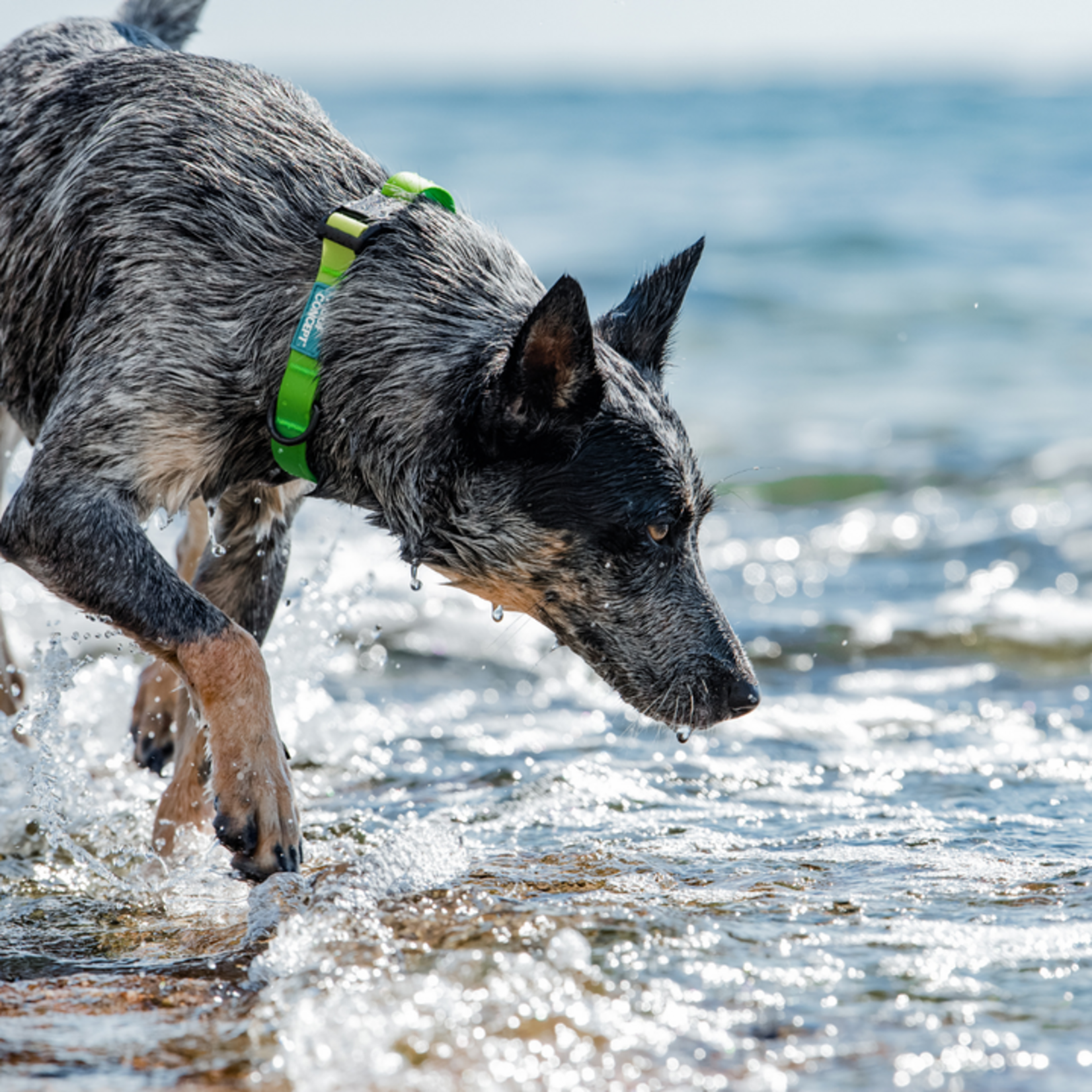 WOOF Concept WOOF Concept - Collection Aqua - Collier - Lime Margarita