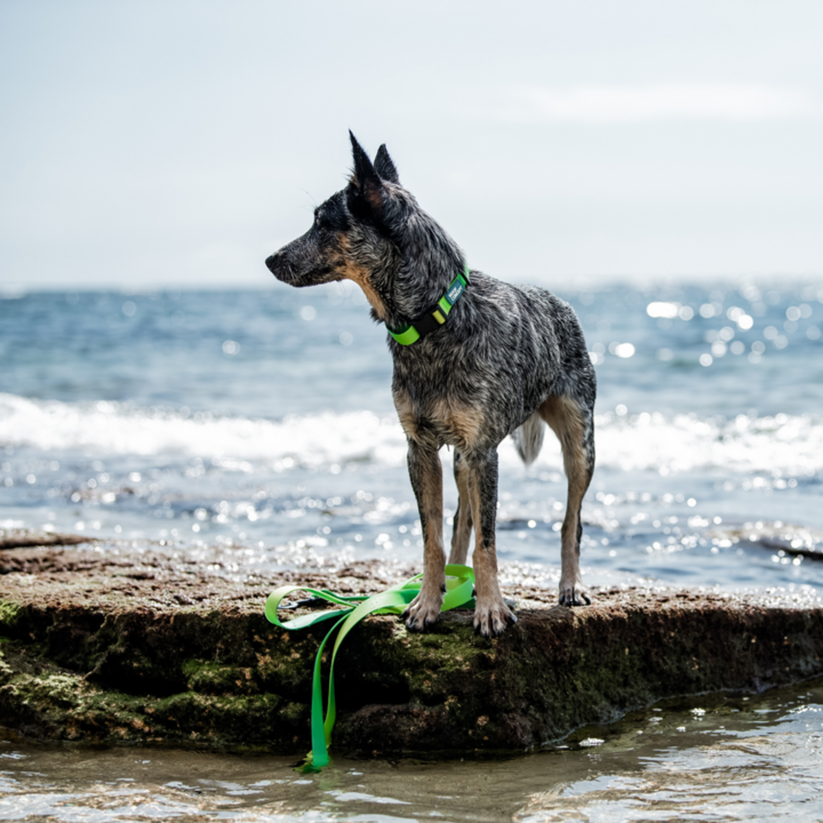 WOOF Concept WOOF Concept - Aqua Collection - Collar - Lime Margarita