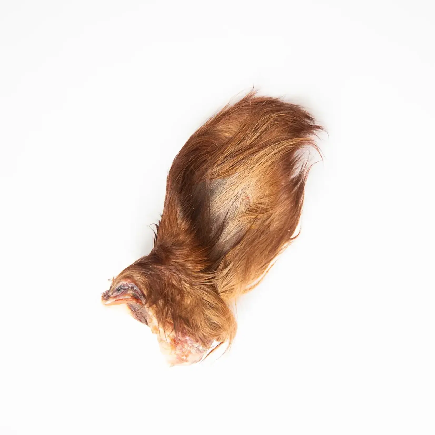 Grand Valley Quail - Oreilles de bœuf avec poils (petites)