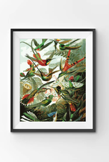 Winnie's Picks Paint by Numbers: Hummingbirds - 16x20