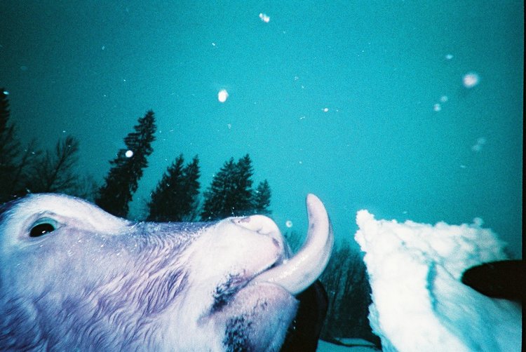 Lomography Simple Use Camera Lomo'Chrome Purple