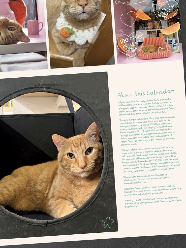 Wonder Fair 2027 Every Dave of the Year Calendar