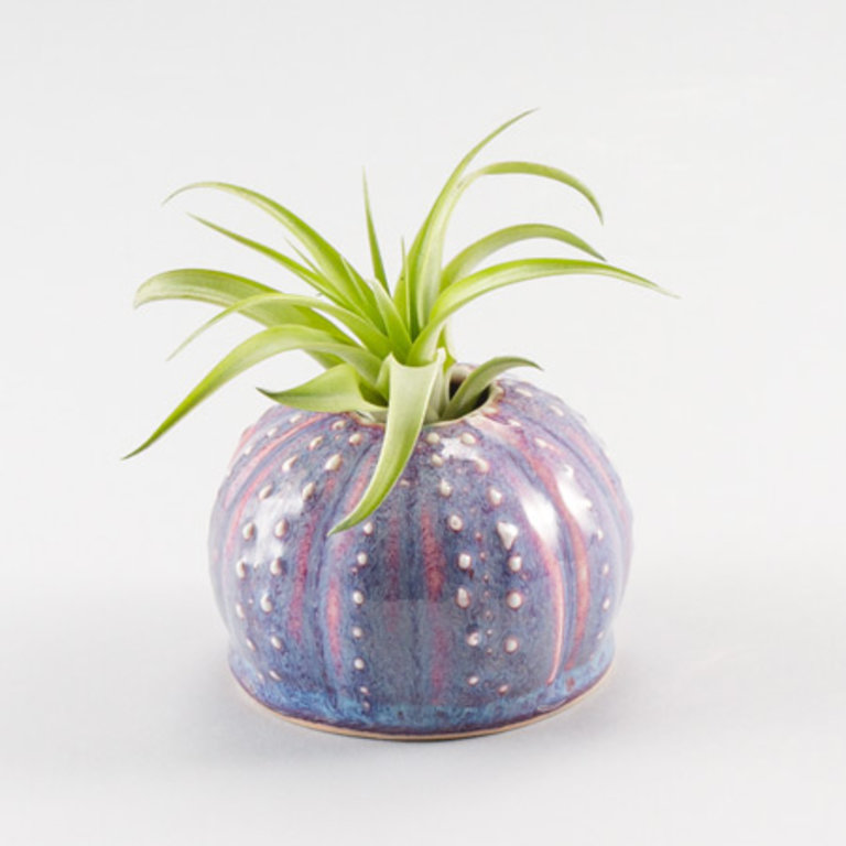 Georgetown Pottery Ikebana Urchin