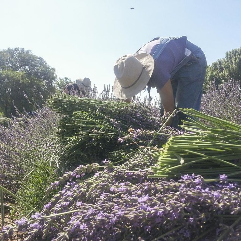 Los Poblanos Lavender Lotion