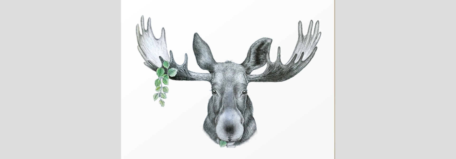 Coasters - Forest Prince - Set of 6