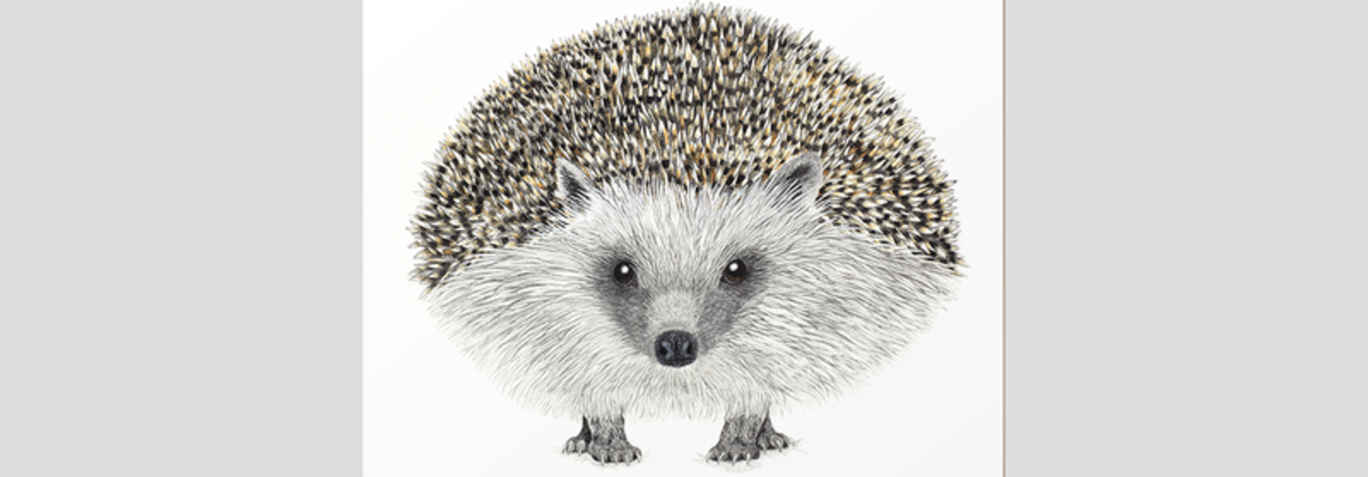 Coaster - Henry - Hedgehog - Set of 6
