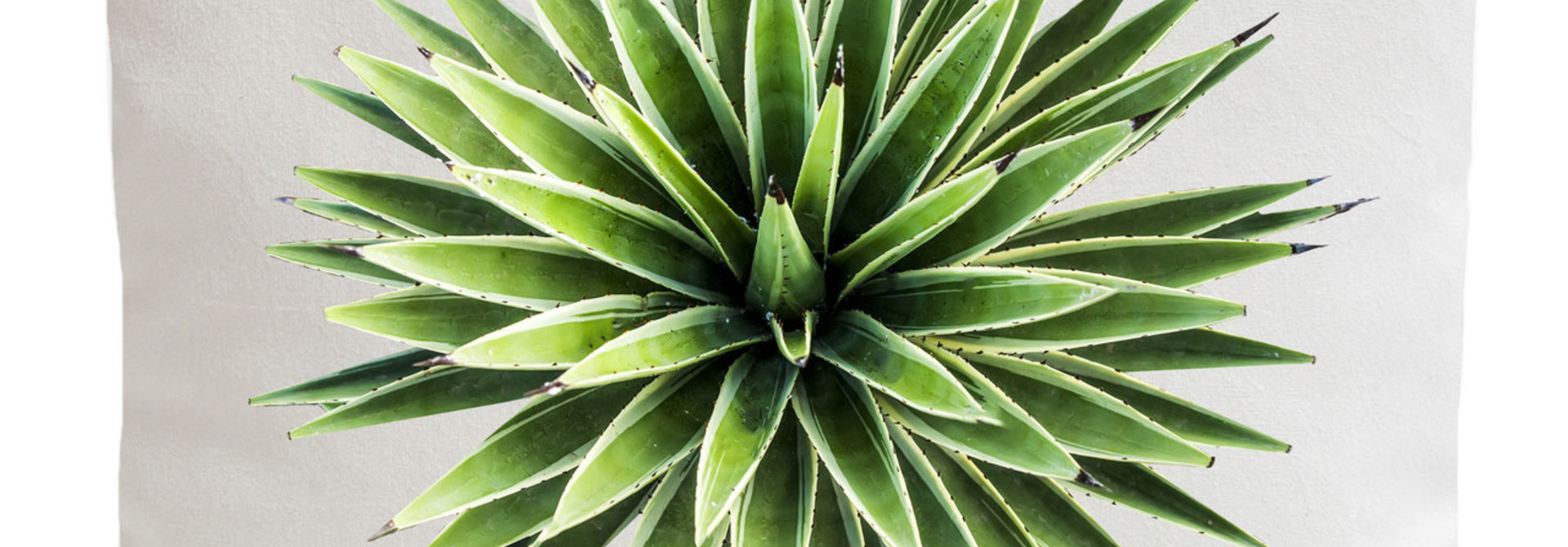 Outdoor Cushion - Yucca - White