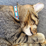 Cat Collars & Accessories