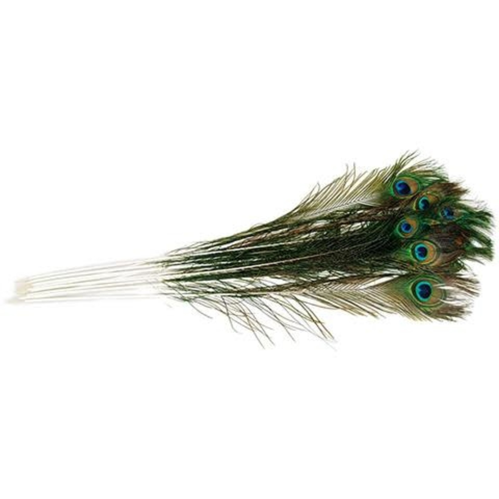 Vee Enterprises PURRfect Peacock Feather (Single)