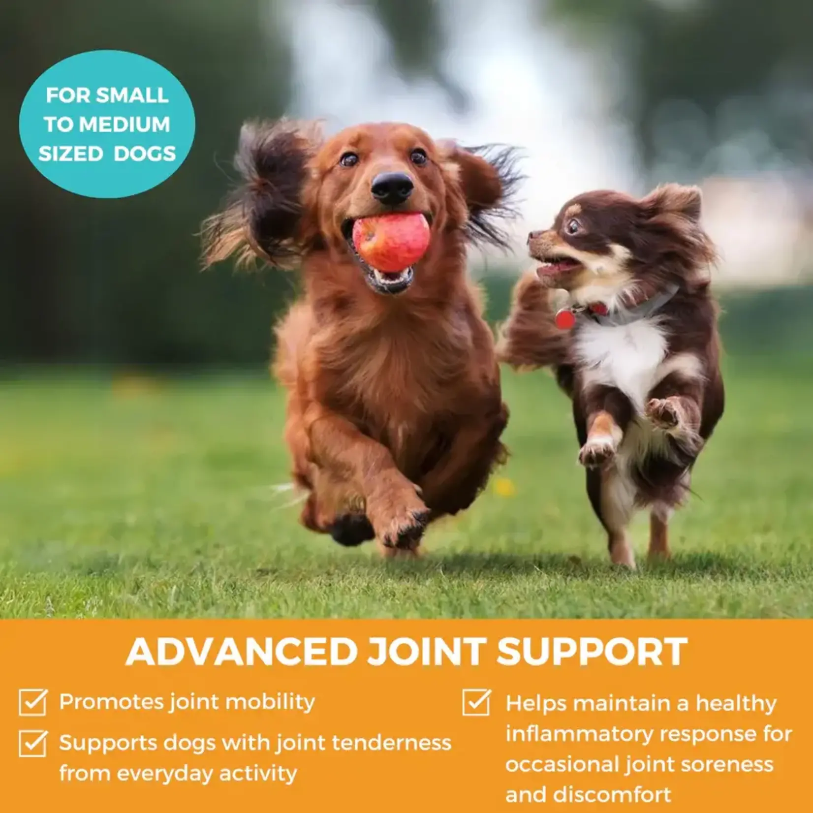 Nootie Nootie Progility Minis Hip & Joint Soft Chew Supplement for Small & Medium Dogs 60ct.