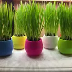 Mom's Indoor Cat Mom's Indoor Cat Grass Starter Ball