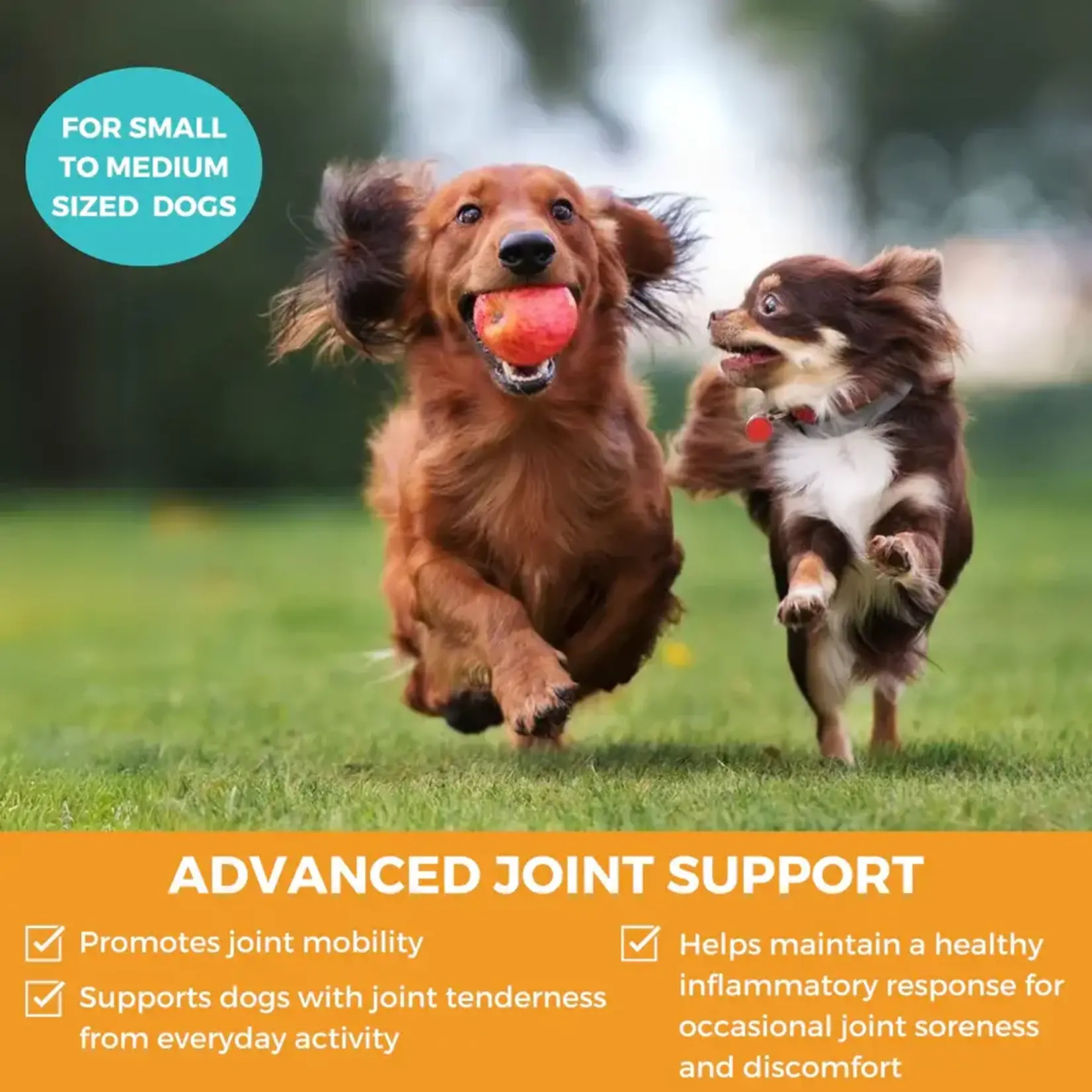 Nootie Nootie Progility Minis Hip & Joint Soft Chew Supplement for Small & Medium Dogs 60ct