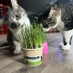 Mom's Indoor Cat Mom's Indoor Cat Grass Starter Compostable Cup