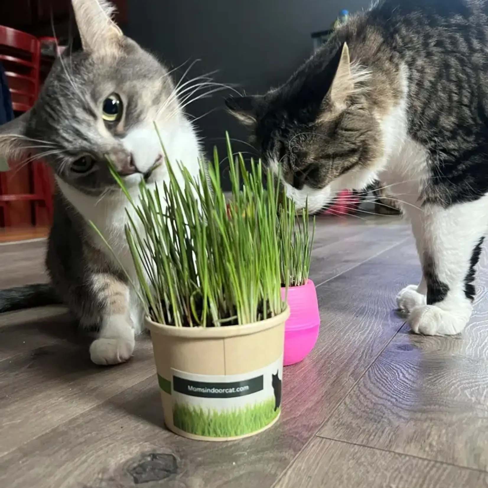 Mom's Indoor Cat Mom's Indoor Cat Grass Starter Compostable Cup