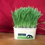 Mom's Indoor Cat Mom's Indoor Cat Grass Compostable Bowl