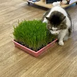 Mom's Indoor Cat Mom's Indoor Cat Grass Garden Tray