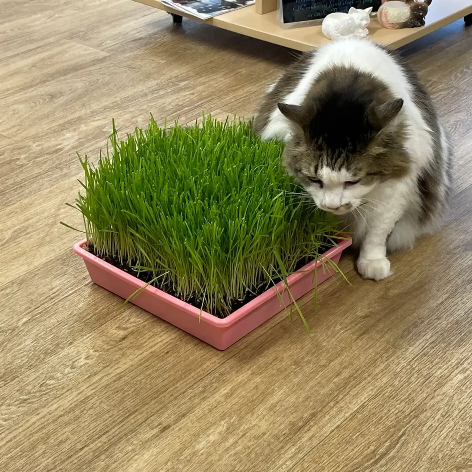 Mom's Indoor Cat Mom's Indoor Cat Grass Garden Tray